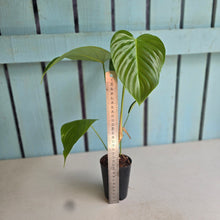 Load image into Gallery viewer, #G3 Philodendron Grandipes