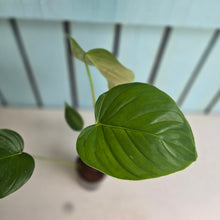 Load image into Gallery viewer, #G3 Philodendron Grandipes