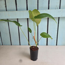 Load image into Gallery viewer, #G3 Philodendron Grandipes