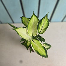 Load image into Gallery viewer, #H43 Dieffenbachia Cool Beauty