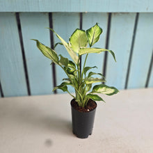Load image into Gallery viewer, #H43 Dieffenbachia Cool Beauty