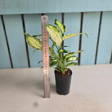 Load image into Gallery viewer, #H43 Dieffenbachia Cool Beauty