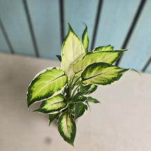 Load image into Gallery viewer, #H43 Dieffenbachia Cool Beauty