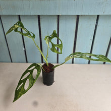 Load image into Gallery viewer, #H84 Monstera Adansonii Indonesian Marble