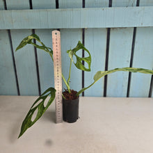 Load image into Gallery viewer, #H84 Monstera Adansonii Indonesian Marble