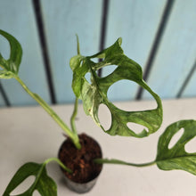 Load image into Gallery viewer, #H84 Monstera Adansonii Indonesian Marble