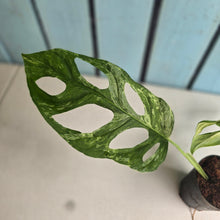 Load image into Gallery viewer, #H84 Monstera Adansonii Indonesian Marble