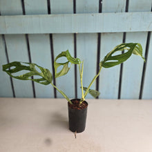 Load image into Gallery viewer, #H84 Monstera Adansonii Indonesian Marble