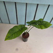 Load image into Gallery viewer, #N23 Syngonium Steyermarkii