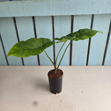 Load image into Gallery viewer, #N23 Syngonium Steyermarkii