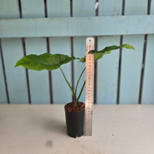 Load image into Gallery viewer, #N23 Syngonium Steyermarkii