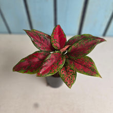 Load image into Gallery viewer, #165 Aglaonema 'Black Maroon'