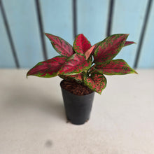 Load image into Gallery viewer, #165 Aglaonema 'Black Maroon'