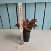 Load image into Gallery viewer, #165 Aglaonema 'Black Maroon'