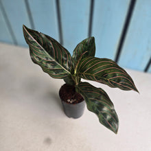 Load image into Gallery viewer, #B108 Aglaonema 'Red Army'