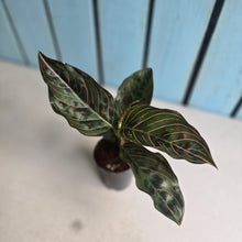 Load image into Gallery viewer, #B108 Aglaonema 'Red Army'