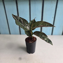 Load image into Gallery viewer, #B108 Aglaonema 'Red Army'