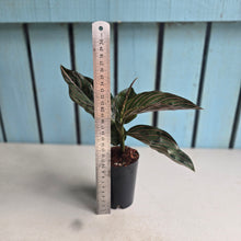 Load image into Gallery viewer, #B108 Aglaonema 'Red Army'