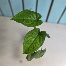 Load image into Gallery viewer, #B80 Syngonium Macrophyllum