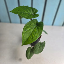 Load image into Gallery viewer, #B80 Syngonium Macrophyllum