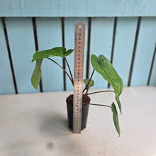 Load image into Gallery viewer, #B80 Syngonium Macrophyllum