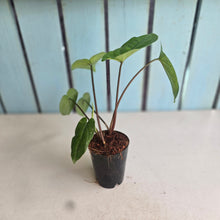 Load image into Gallery viewer, #B80 Syngonium Macrophyllum