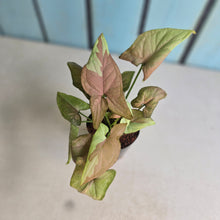 Load image into Gallery viewer, #M94 Syngonium Strawberry Milk