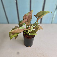 Load image into Gallery viewer, #M94 Syngonium Strawberry Milk