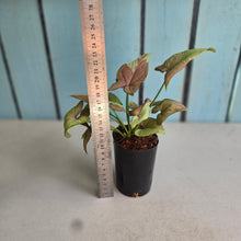 Load image into Gallery viewer, #M94 Syngonium Strawberry Milk