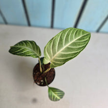 Load image into Gallery viewer, #J743 Phyllotaenium Lindenii 'Mint'