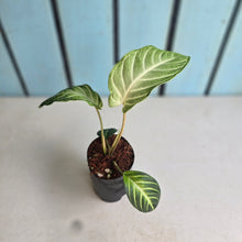 Load image into Gallery viewer, #J743 Phyllotaenium Lindenii 'Mint'