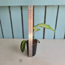 Load image into Gallery viewer, #J743 Phyllotaenium Lindenii 'Mint'