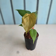 Load image into Gallery viewer, #710 Philodendron Lynamii