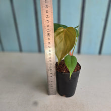 Load image into Gallery viewer, #710 Philodendron Lynamii