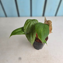 Load image into Gallery viewer, #710 Philodendron Lynamii