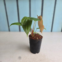 Load image into Gallery viewer, #710 Philodendron Lynamii