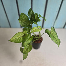Load image into Gallery viewer, #127 Syngonium Yami Red Vein