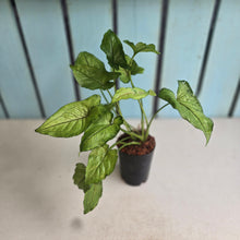 Load image into Gallery viewer, #127 Syngonium Yami Red Vein