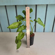 Load image into Gallery viewer, #127 Syngonium Yami Red Vein