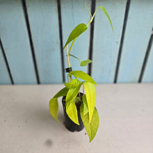 Load image into Gallery viewer, #B84 Epipremnum Pinnatum 'Neon Gold'