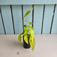 Load image into Gallery viewer, #B84 Epipremnum Pinnatum 'Neon Gold'