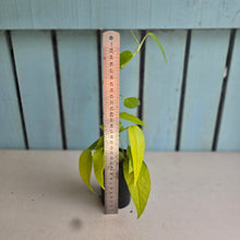 Load image into Gallery viewer, #B84 Epipremnum Pinnatum 'Neon Gold'