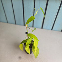 Load image into Gallery viewer, #B84 Epipremnum Pinnatum 'Neon Gold'