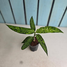 Load image into Gallery viewer, #J1 Aglaonema Pictum Tricolor 'Narrow Leaf'