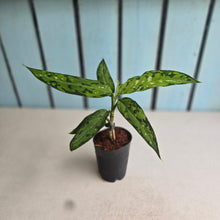 Load image into Gallery viewer, #J1 Aglaonema Pictum Tricolor 'Narrow Leaf'