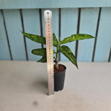 Load image into Gallery viewer, #J1 Aglaonema Pictum Tricolor 'Narrow Leaf'