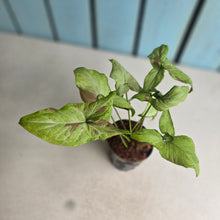 Load image into Gallery viewer, #M100 Syngonium Pink Salmon