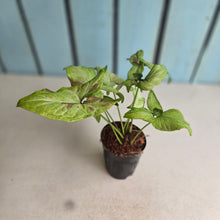 Load image into Gallery viewer, #M100 Syngonium Pink Salmon