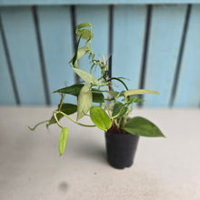 Load image into Gallery viewer, #161 Monstera Aureopinnata