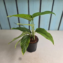 Load image into Gallery viewer, #B30 Monstera Gracilis